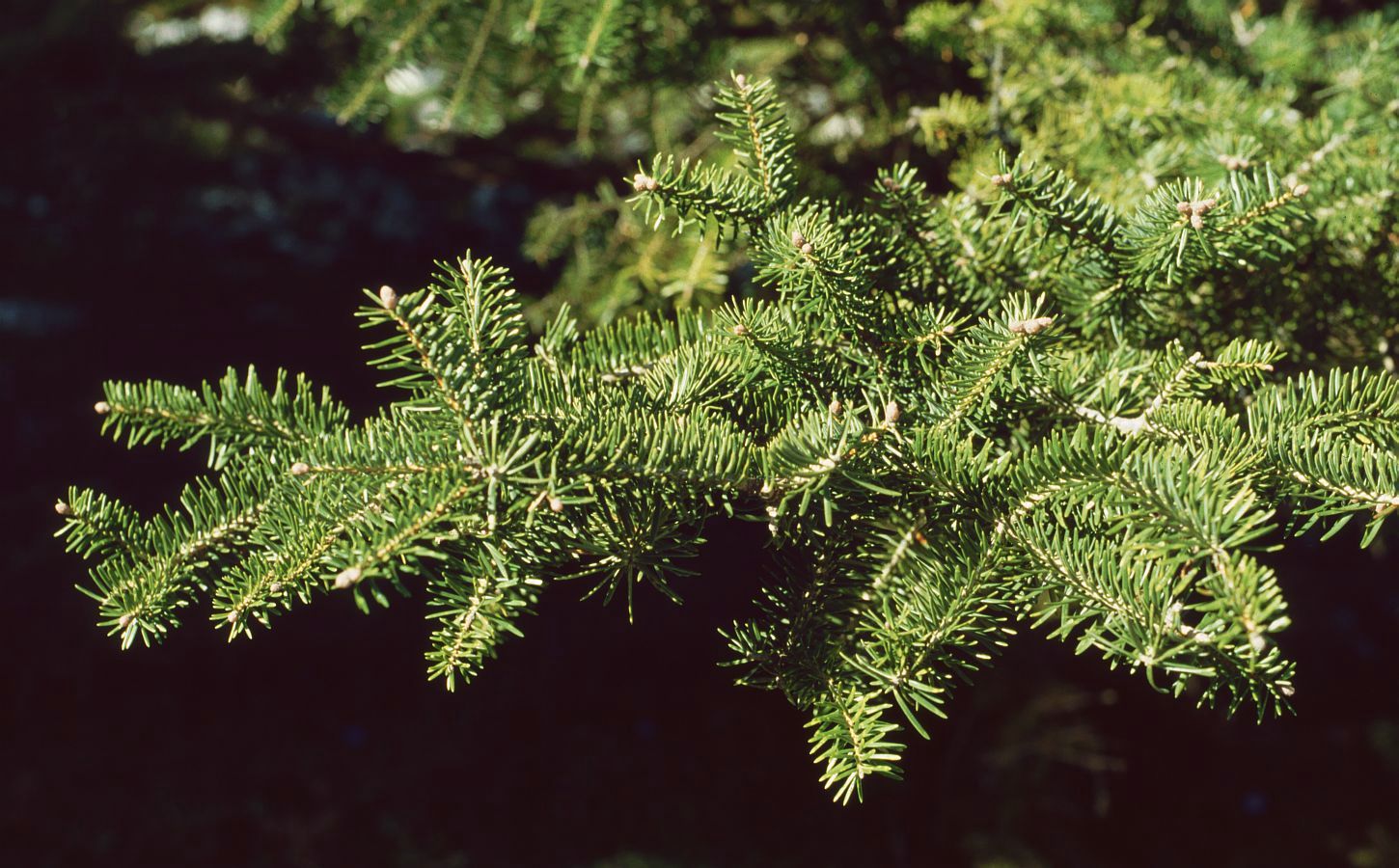 Abies cephalonica leaf example